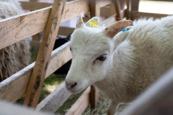 Goat with a yellow ear tag in a wooden pen