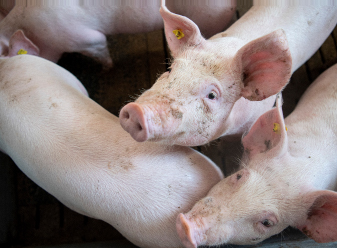 Pigs in a pen, one wearing a yellow ear tag
