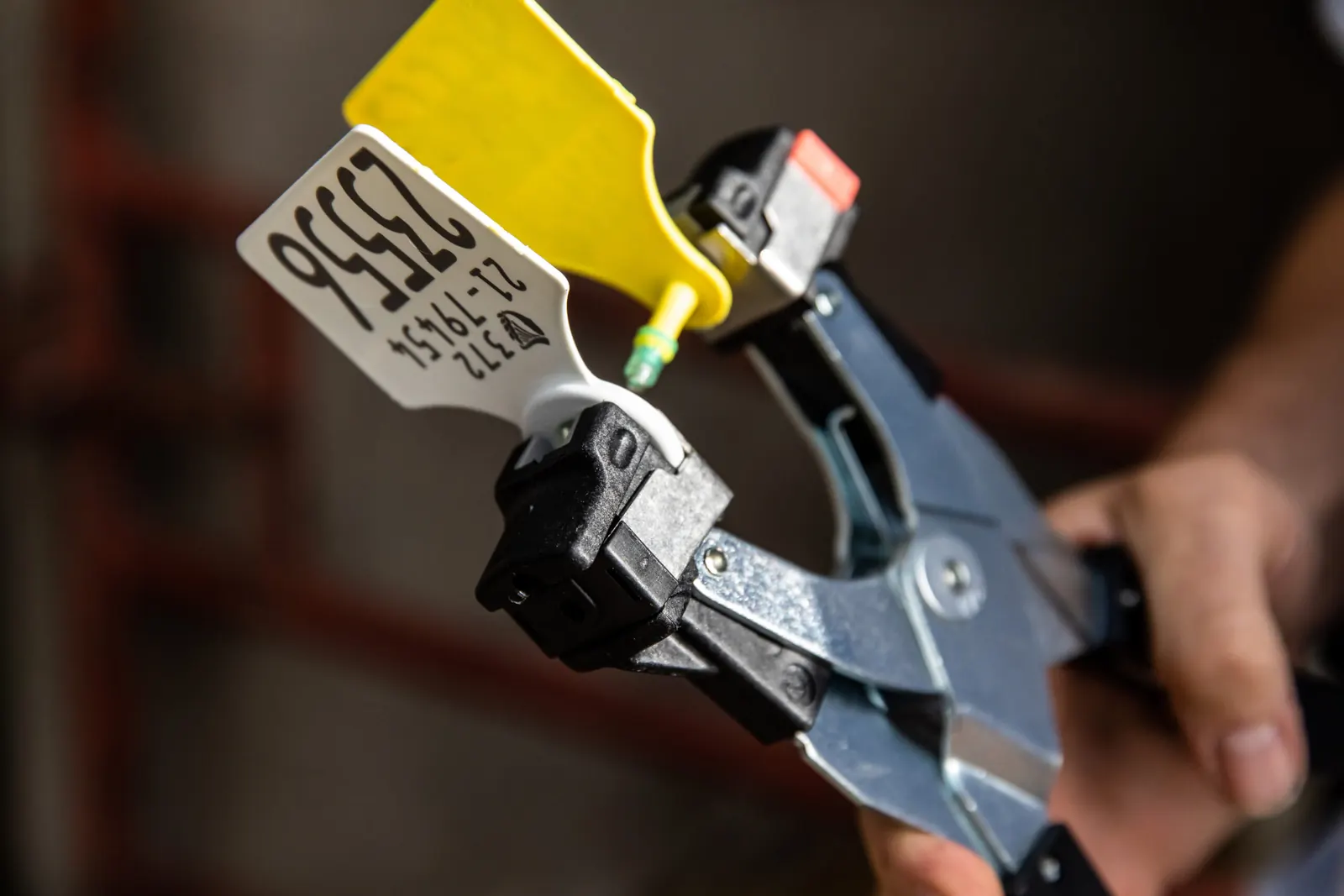 Hand holding an applicator loaded with a white cattle ear tag