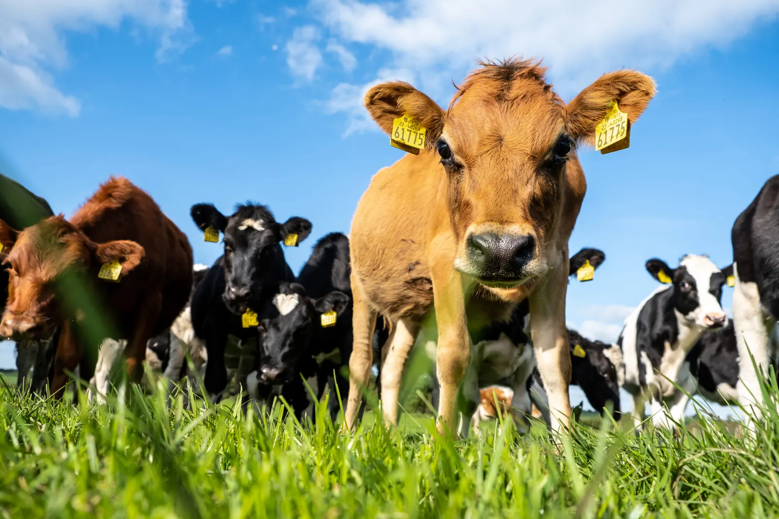 Calf with yellow ear tags in front of a herd of cattle