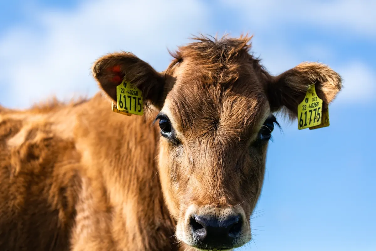 Brown calf with yellow ear tags in both ears
