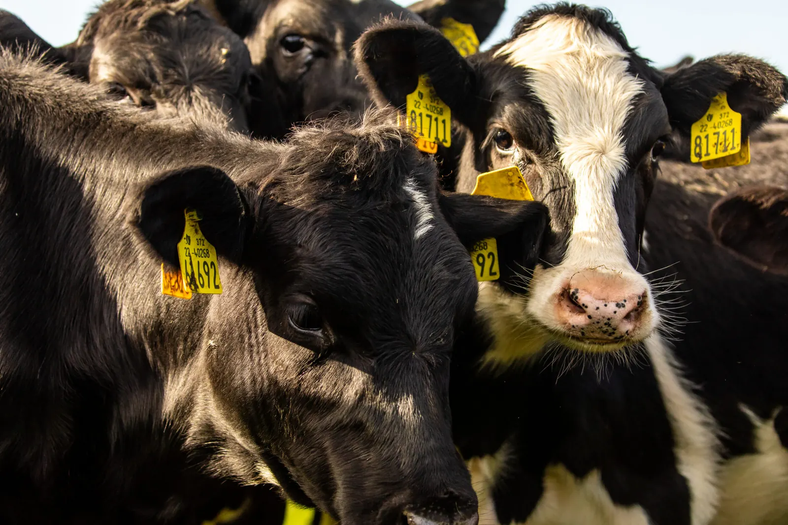 Close-up of cattle wearing yellow ear tags