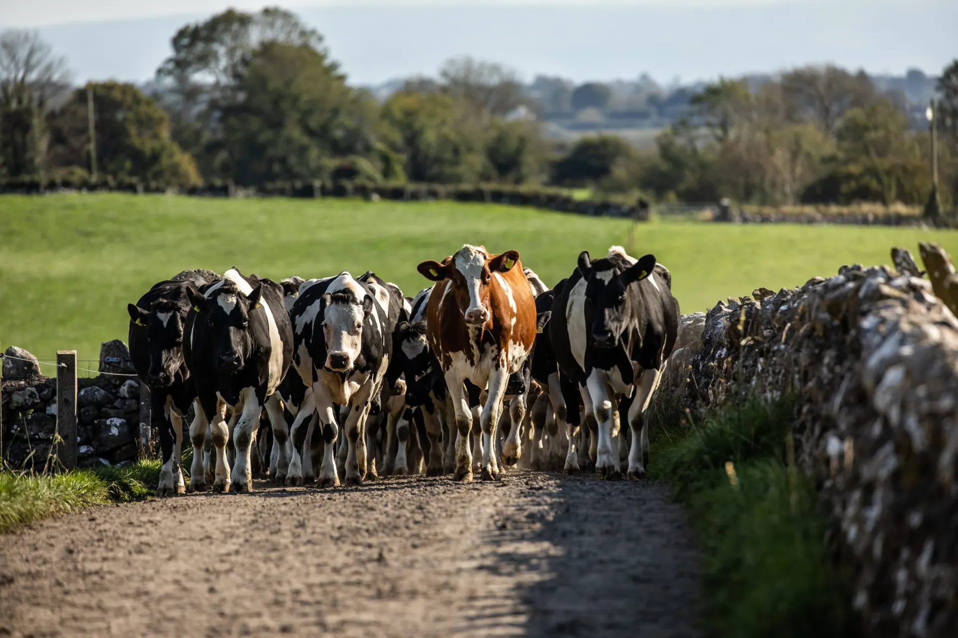 Dairy cows walking down a stone-walled farm lane