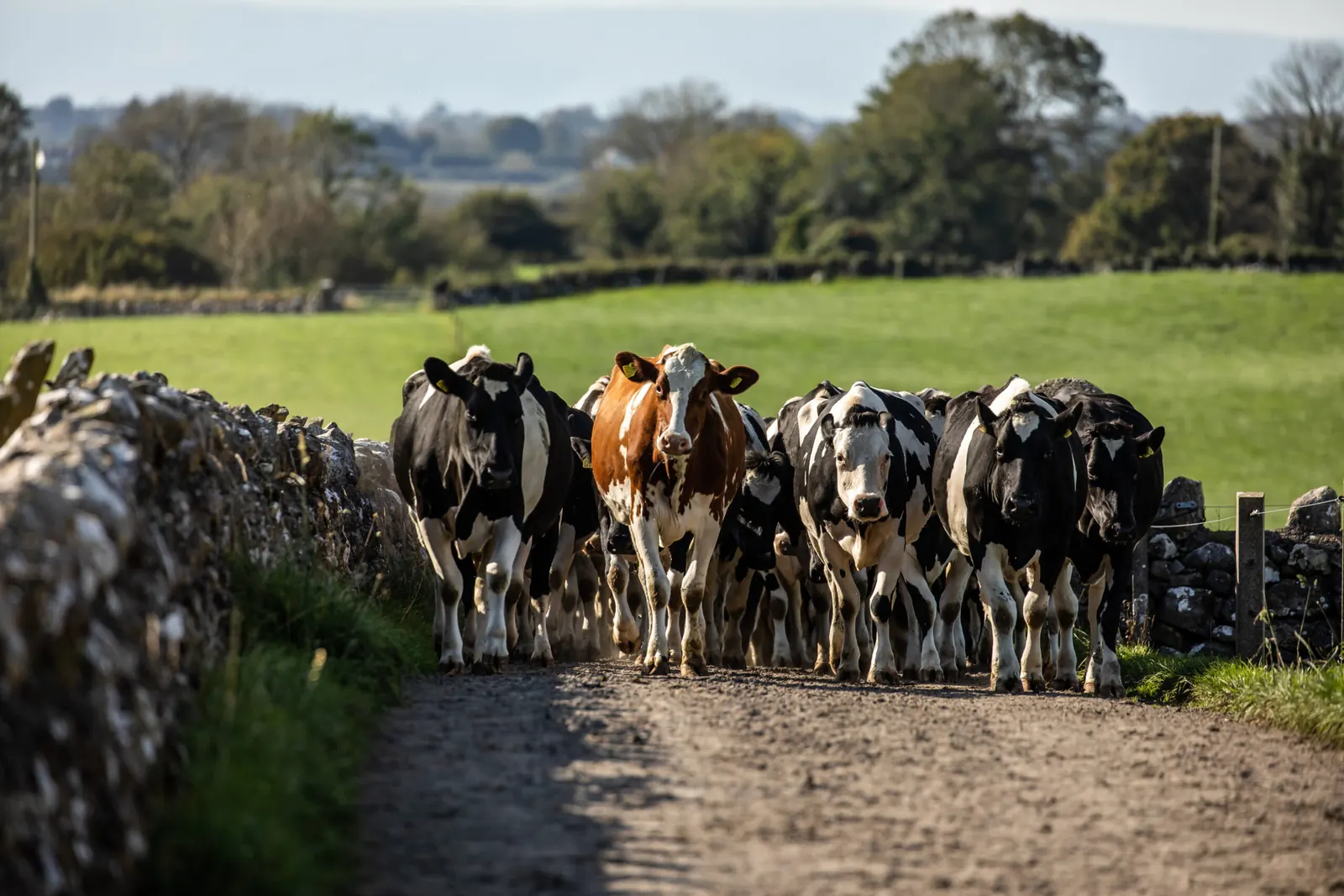 Dairy cows walking down a stone-walled farm lane