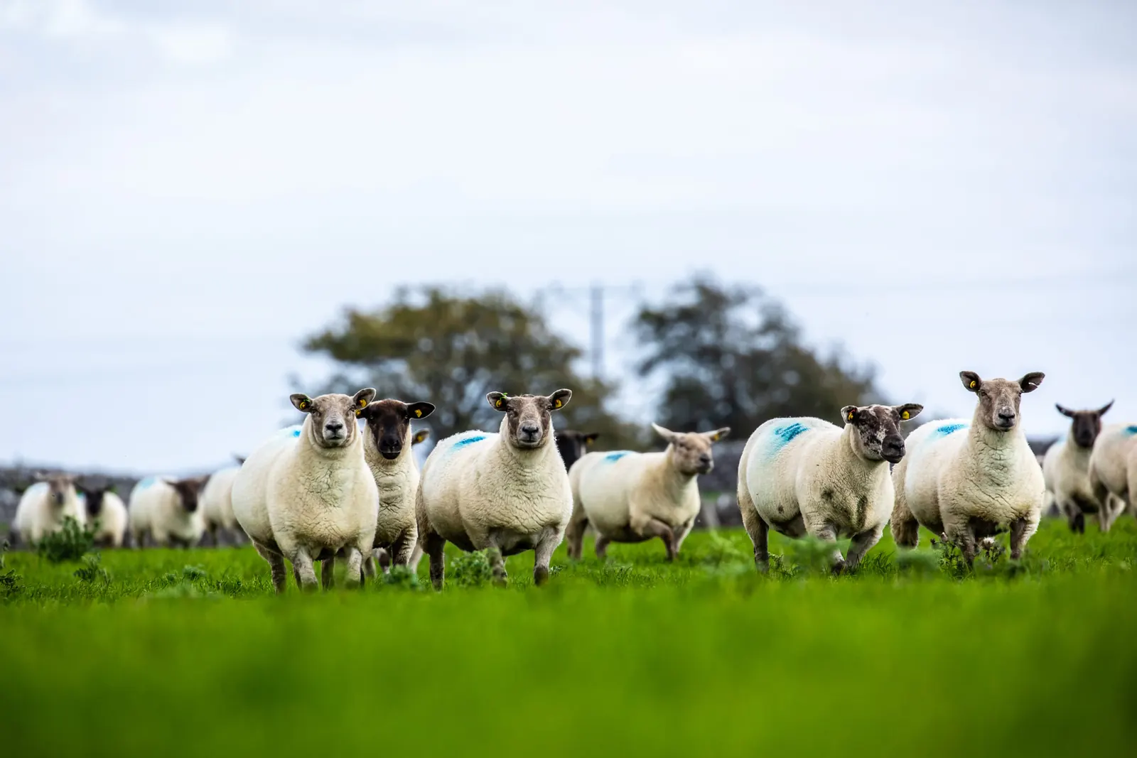 Flock of sheep in a green field