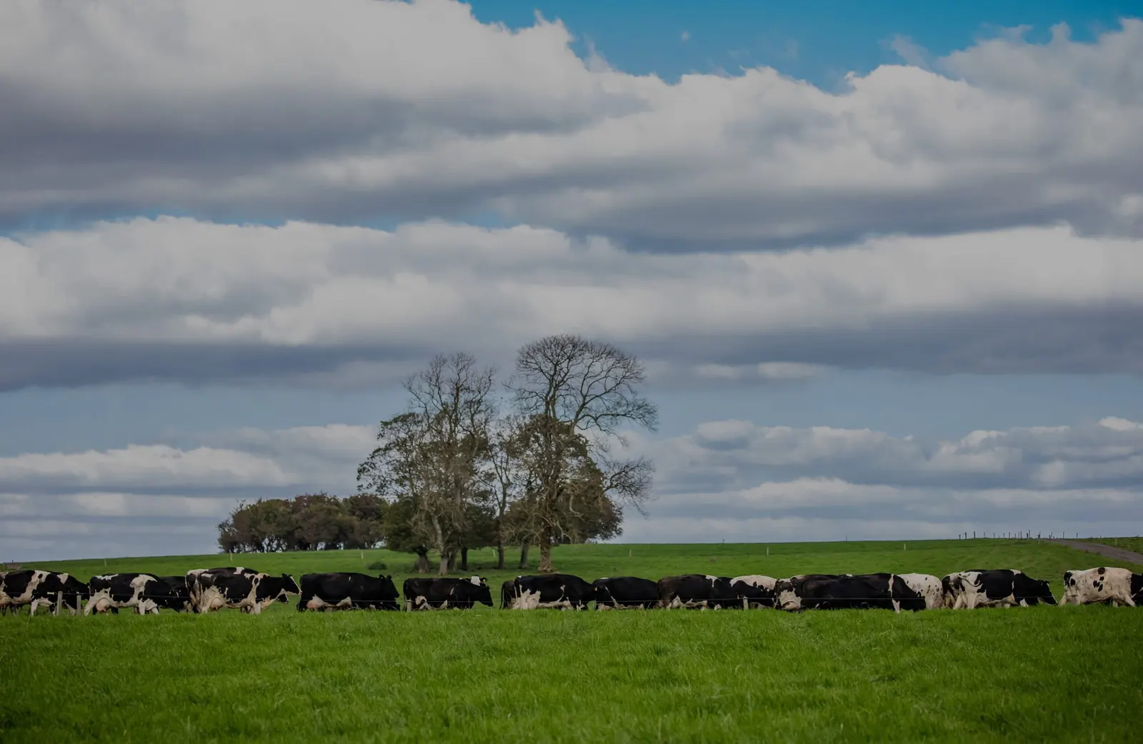 Herd of cows grazing in a field under a cloudy sky