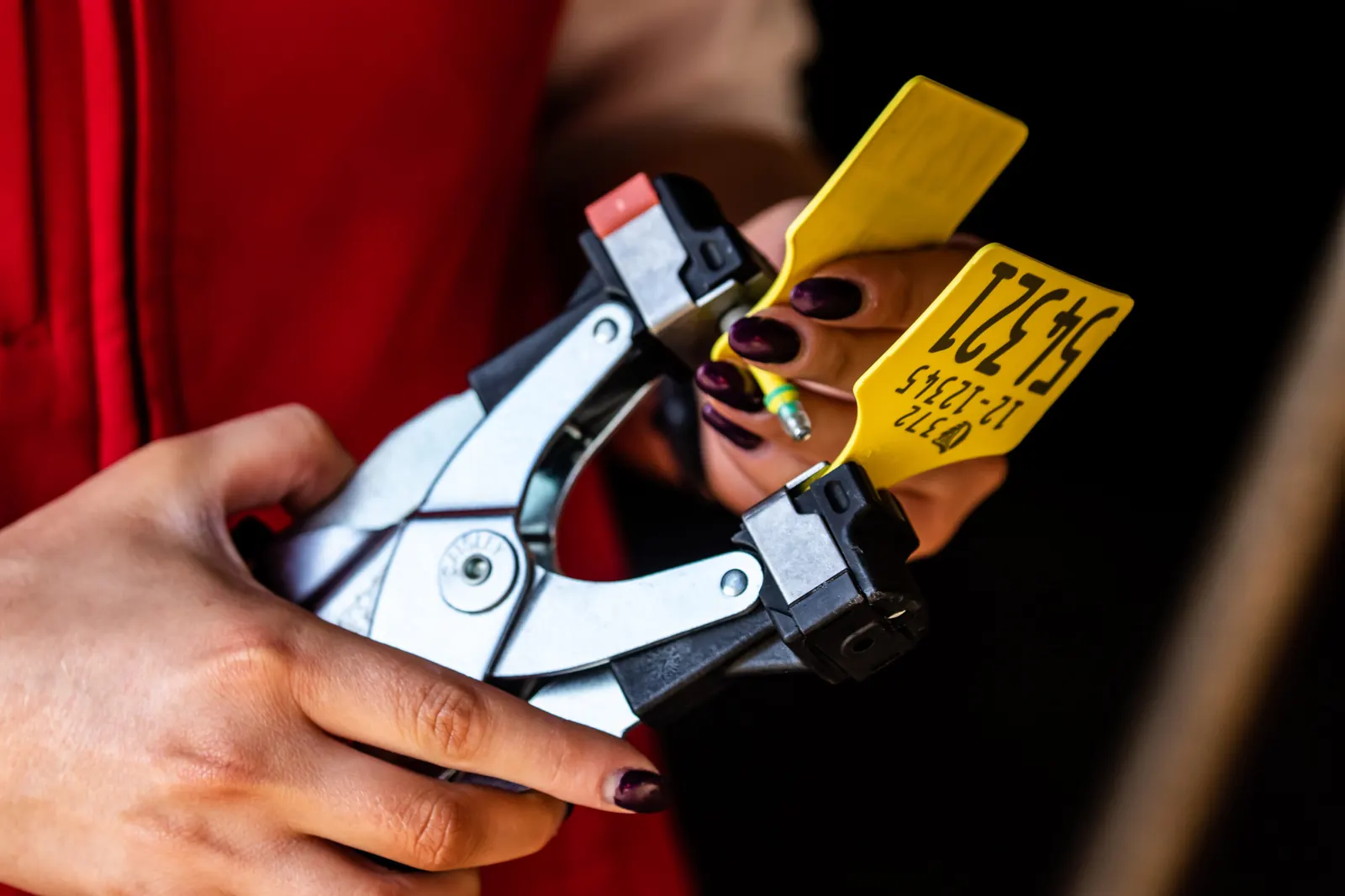 Hands loading a yellow cattle ear tag into an applicator