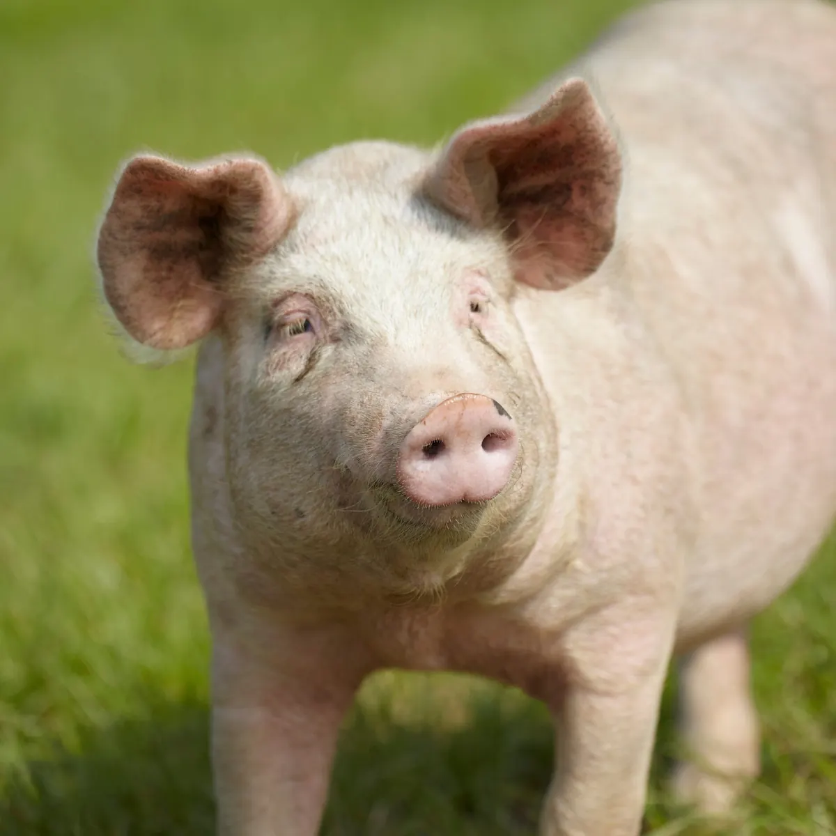 Pig standing in a grassy field