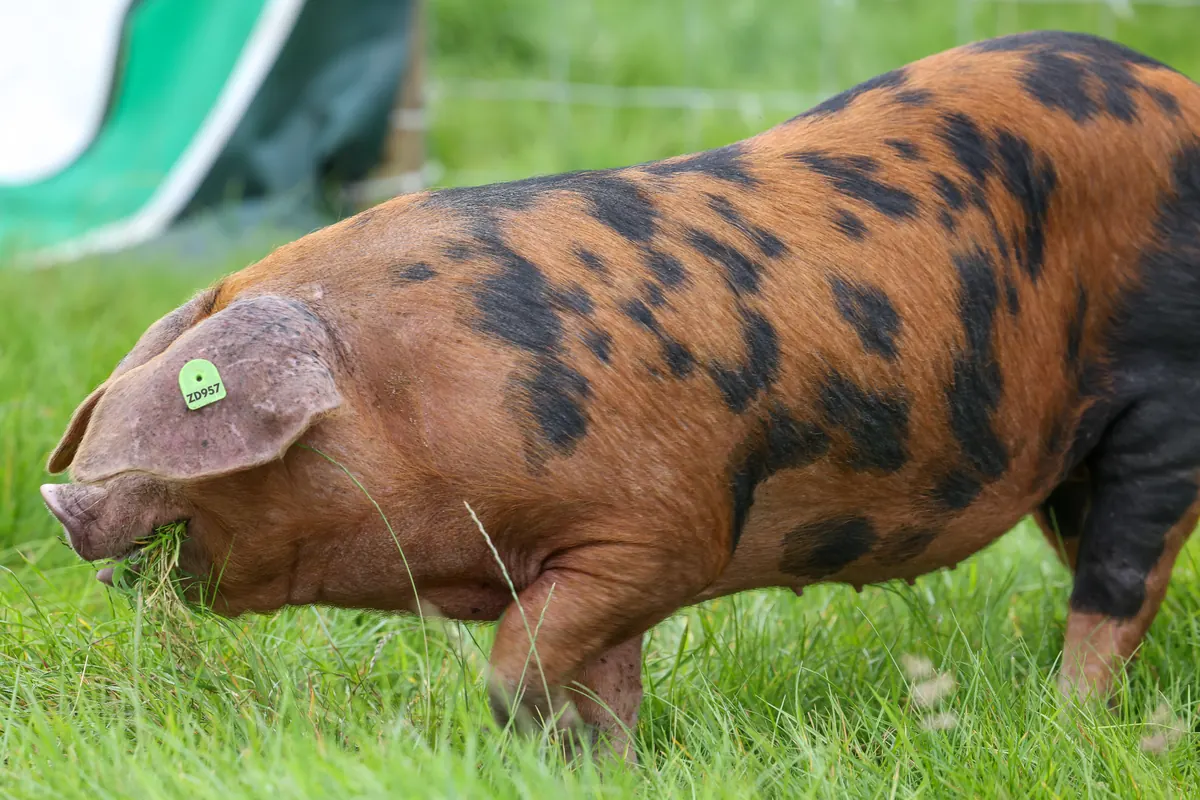 Ginger and black spotted pig with a green ear tag grazing on grass