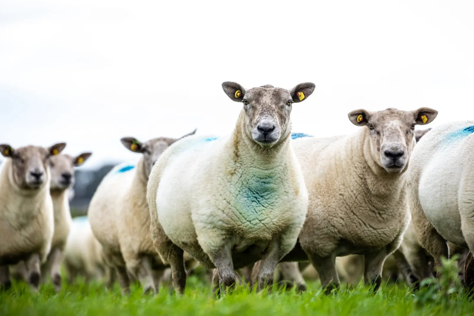 Sheep with ear tags standing in a green field
