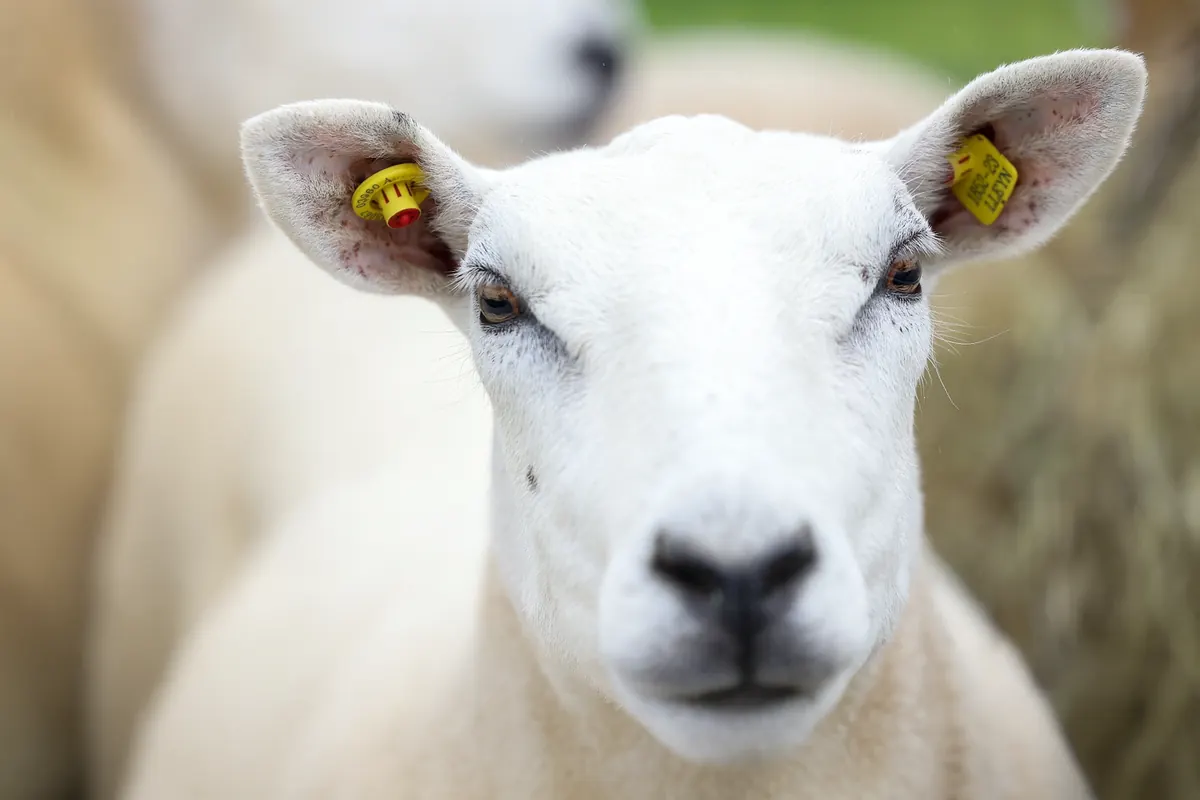 Close-up of a white-faced sheep wearing yellow ear tags