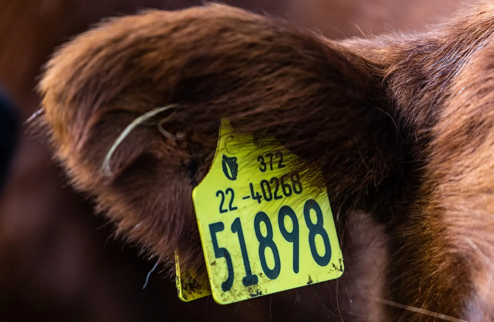 Close-up of a yellow cattle ear tag in a cow's ear