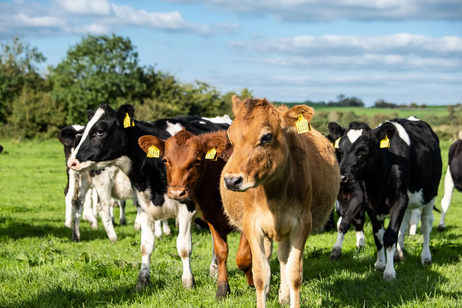 Young cattle with yellow ear tags in a green field